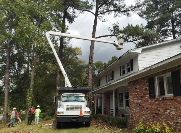 Best Tree Trimming and Pruning  in Wilberforce, OH