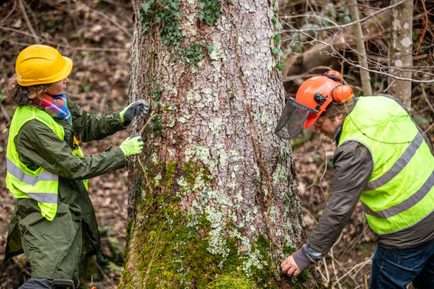 Best Tree Removal  in Wilberforce, OH
