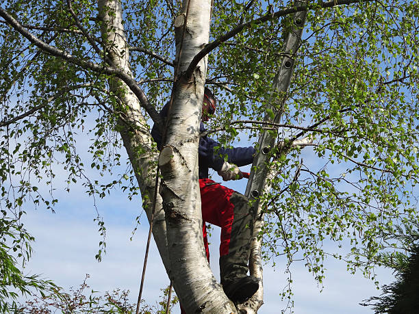 Best Tree Mulching  in Wilberforce, OH