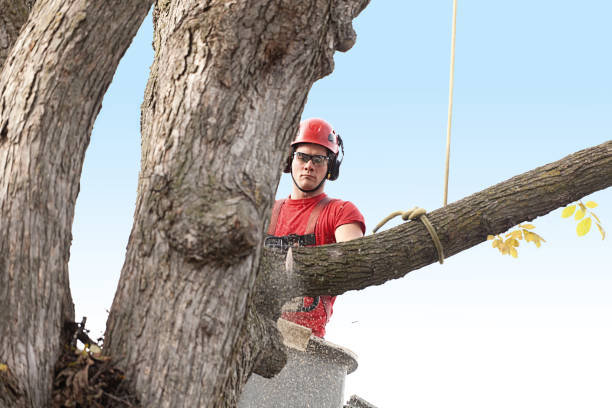 How Our Tree Care Process Works  in  Wilberforce, OH